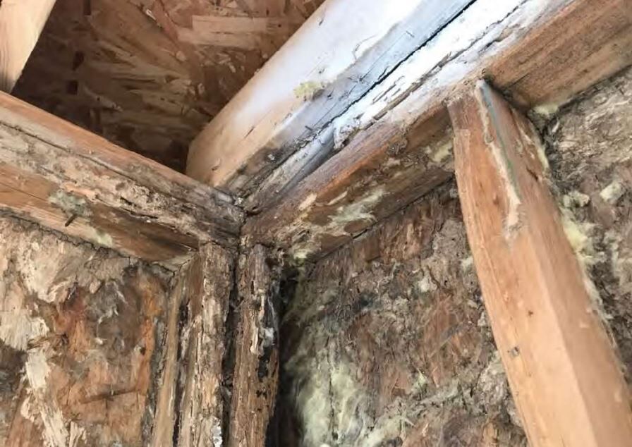Mold and decay in walls, submitted photo